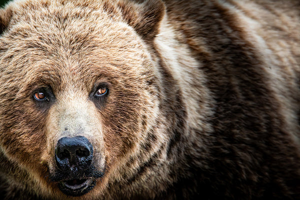 Tyler Thoren artwork 'FUR AND CURIOSITY' at Canada House Gallery