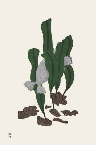 SEAL AMONGST KELP, 2020