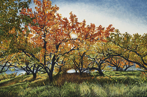 ORCHARD SUNSET