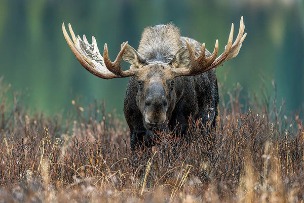 John E Marriott artwork 'KING OF THE ROCKIES' at Canada House Gallery