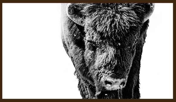 WILD BISON STARE