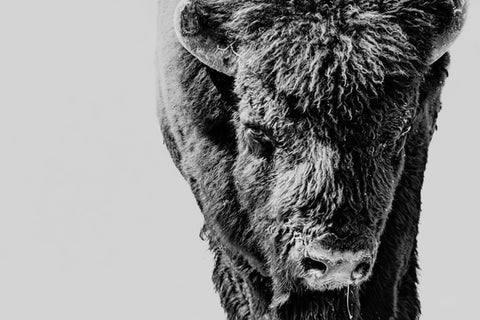 WILD BISON STARE
