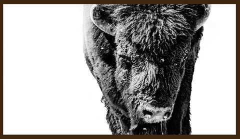 WILD BISON STARE