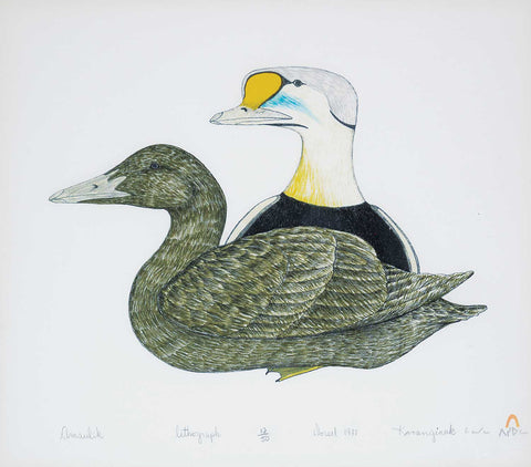 AMAULIK - EIDER DUCKS 1977 12/50