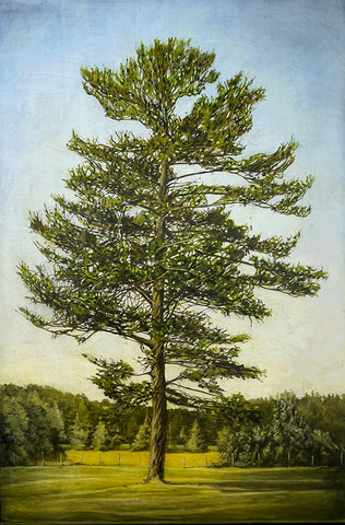 KINGS PINE (WITH A FIELD)