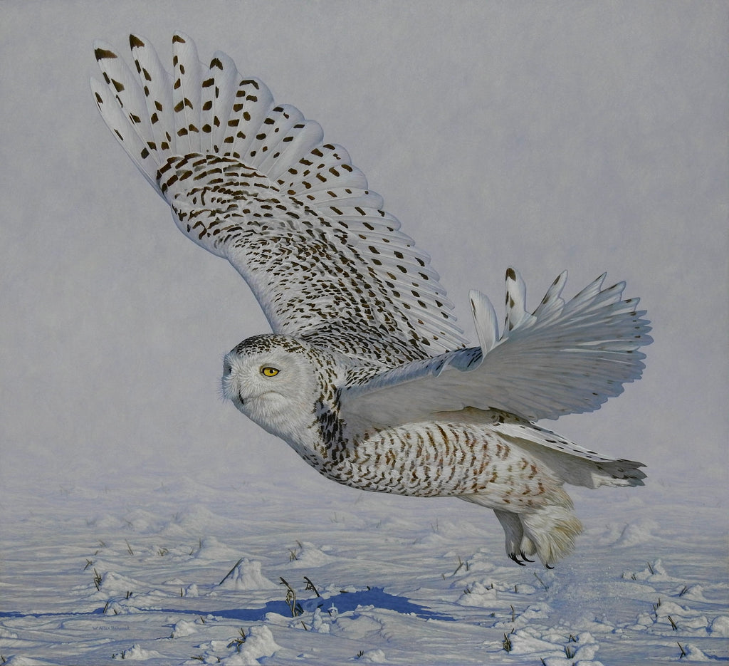 W. Allan Hancock artwork 'QUEEN OF THE NORTH - SNOWY OWL' at Canada House Gallery