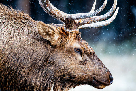SNOWY ELK - SOLD - ASK ABOUT NEXT AVAILABLE EDITION