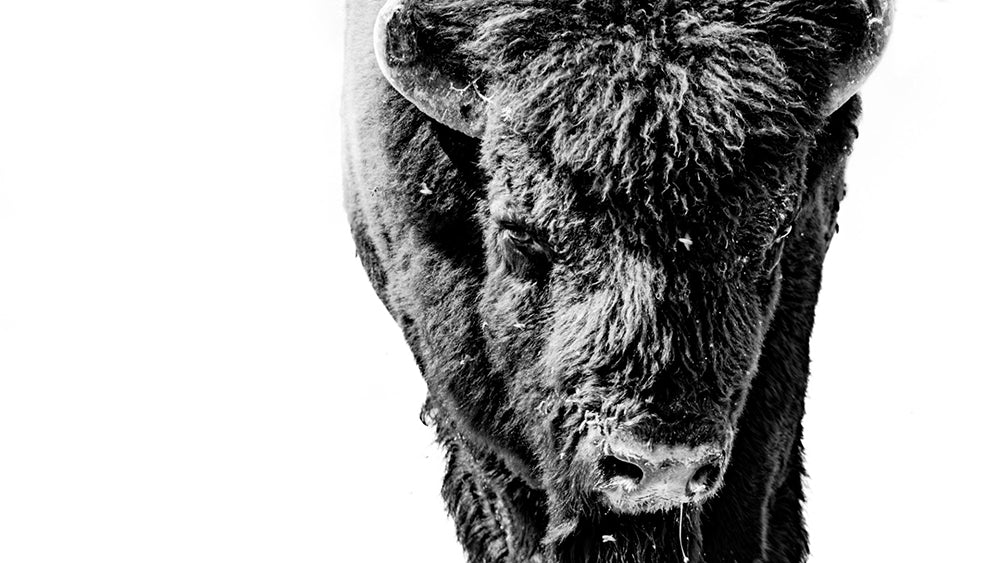 Tyler Thoren artwork 'WILD BISON STARE' at Canada House Gallery