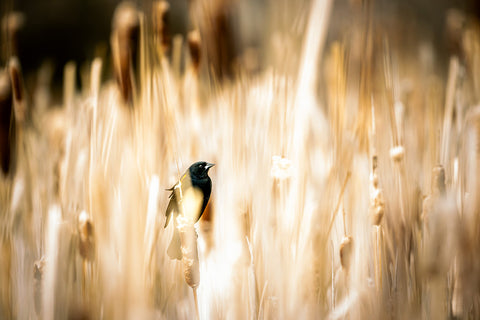 A BLUR OF LIFE