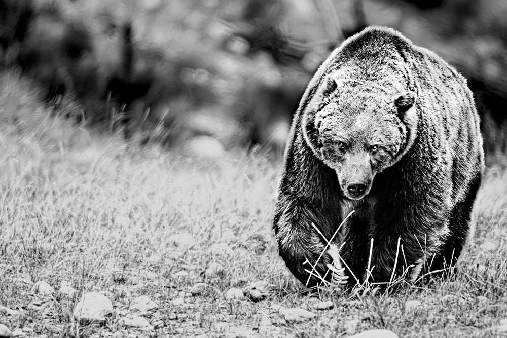 Tyler Thoren artwork 'TWILIGHT PATRIARCH - THE BOSS' at Canada House Gallery