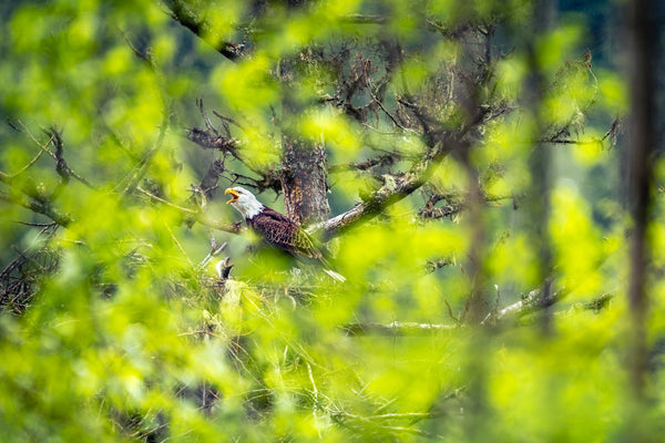 Tyler Thoren artwork 'RAISING THE WILD' at Canada House Gallery