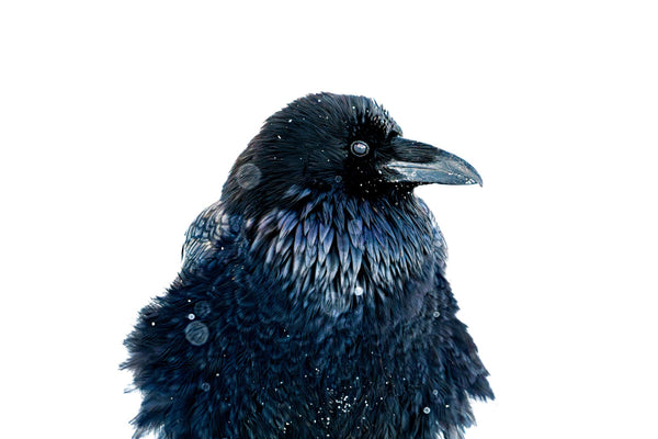 Tyler Thoren artwork 'ICEFIELD RAVEN 3/7' at Canada House Gallery