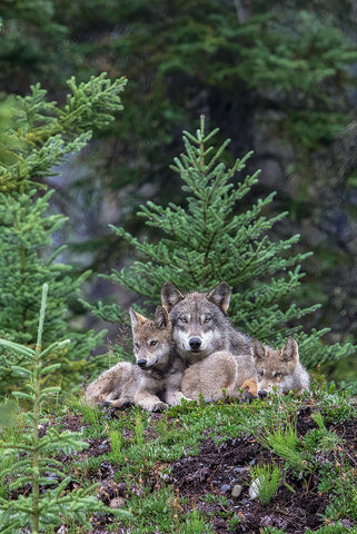 A FAMILY GATHERING