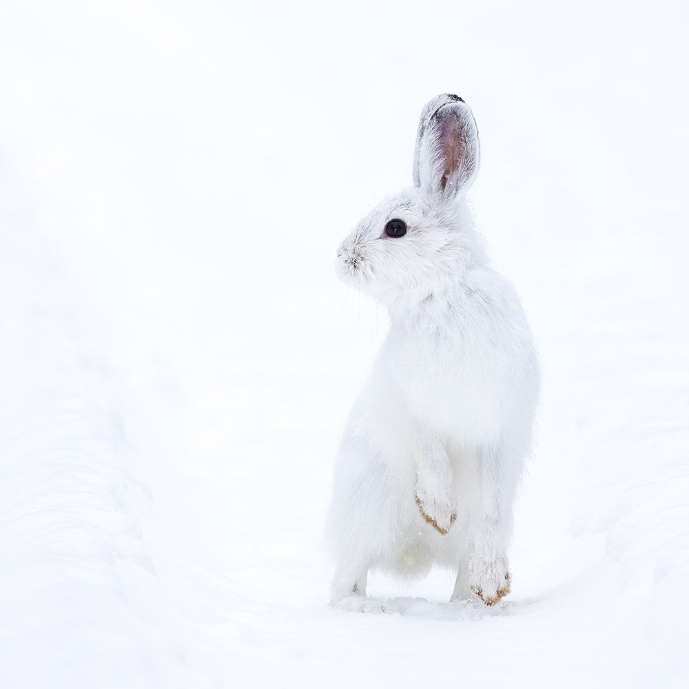 John E Marriott artwork 'BUNNY BLUE' at Canada House Gallery