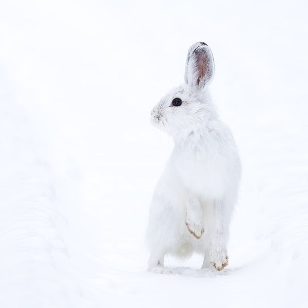 John E Marriott artwork 'BUNNY BLUE' at Canada House Gallery