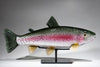 RAINBOW TROUT #250211-1