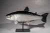 COHO SALMON #251112-5