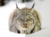 SILENT PURSUIT DIPTYCH