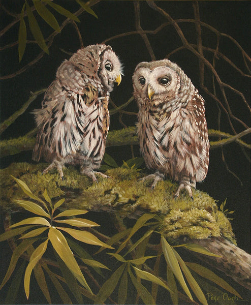 Page Ough artwork 'YOUNG BARRED OWLS' at Canada House Gallery