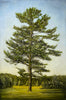 Stephen Hutchings artwork 'KINGS PINE (WITH A FIELD)' at Canada House Gallery